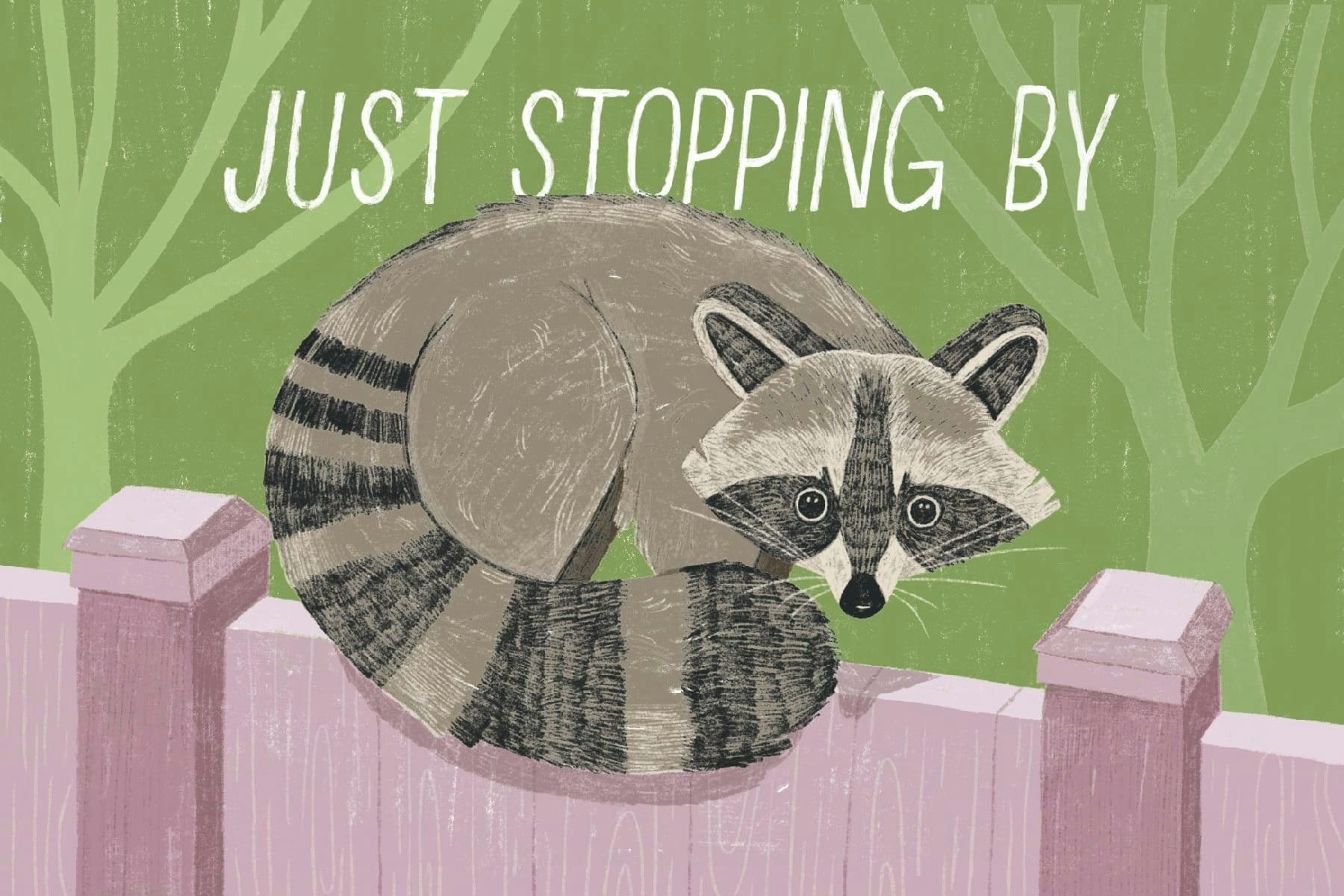 Raccoon Midwest Mischief Postcard